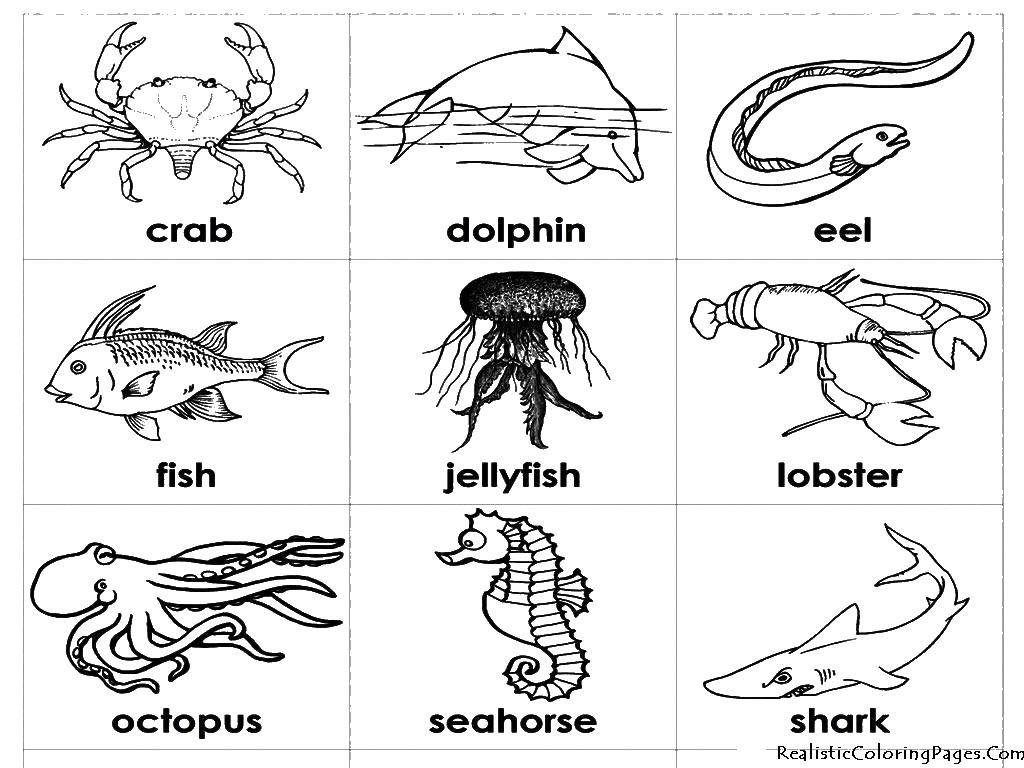 Название: Раскраска Морские животные на английском. Категория: Морские животные. Теги: акула, морской конек, медуза, лобстер.