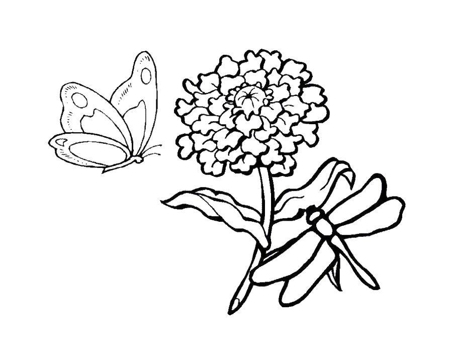 Название: Раскраска Насекомые у цветочка. Категория: Насекомые. Теги: насекомые, цветы, бабочки.