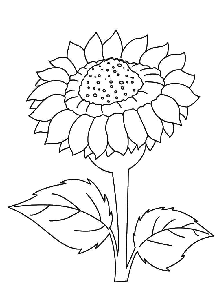 Coloring Single sunflower. Category coloring. Tags:  flowers, sunflowers, sunflower.