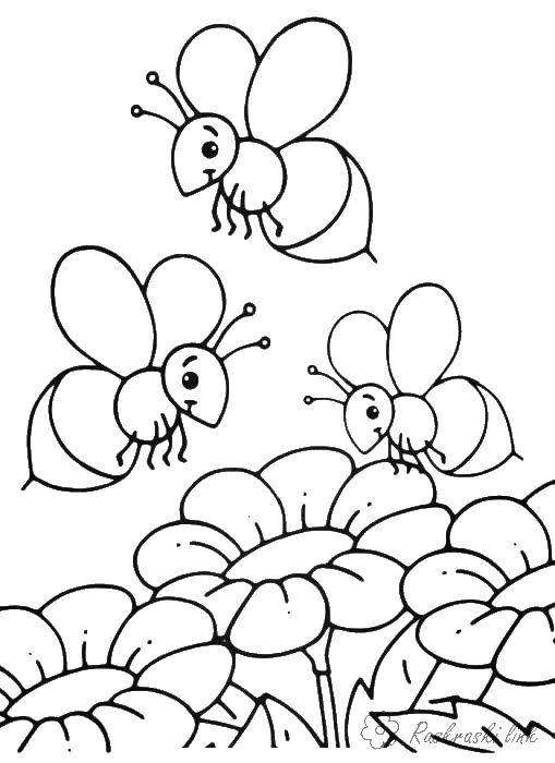 Название: Раскраска Пчелки над цветами. Категория: цветы. Теги: цветы, насекомые, пчелки.