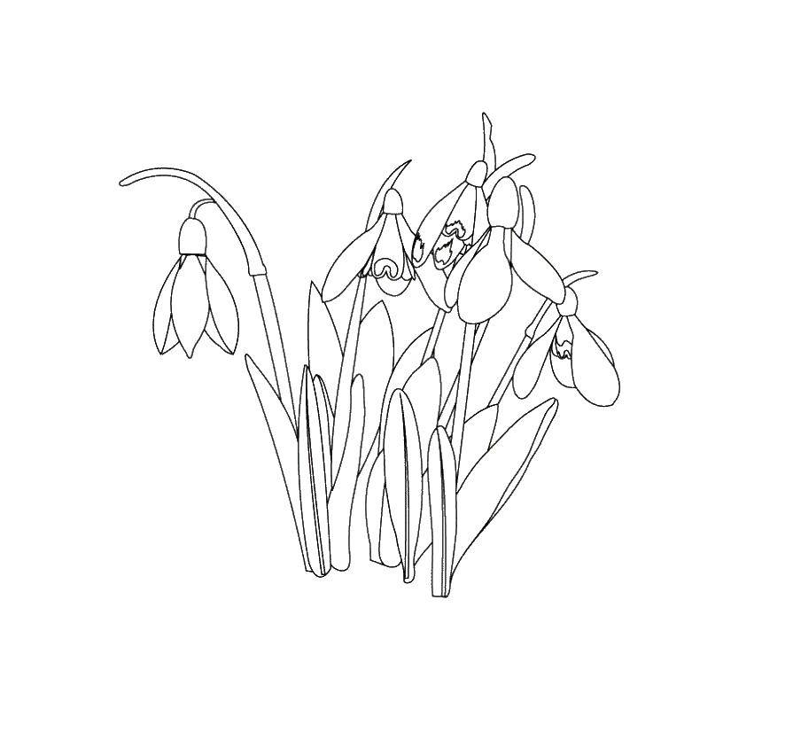 Coloring The snowdrops.. Category coloring. Tags:  snowdrops, flowers.