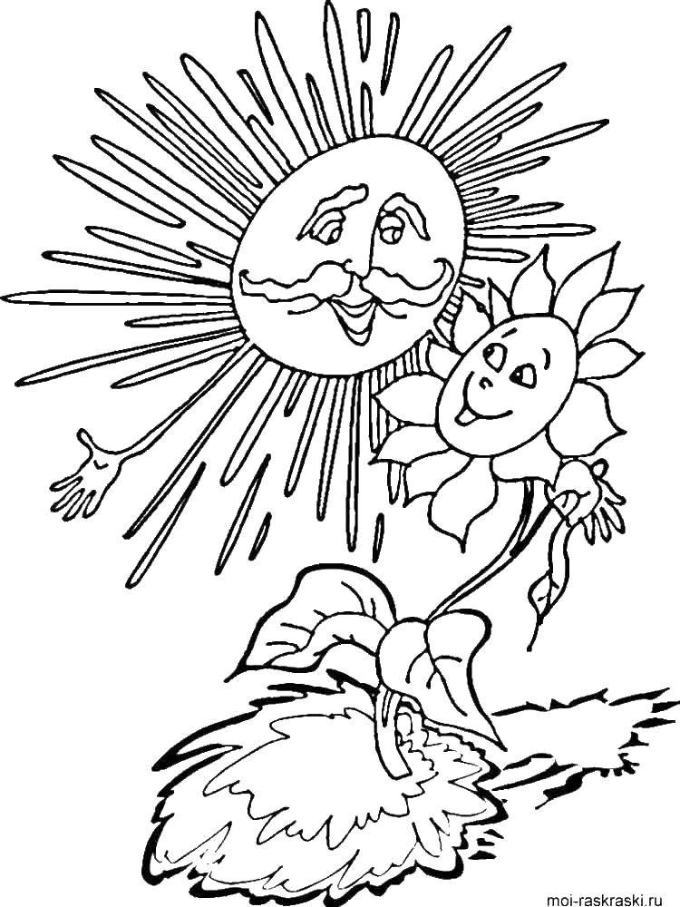 Название: Раскраска Подсолнух под солнцем. Категория: раскраски. Теги: подсолнухи, цветы.