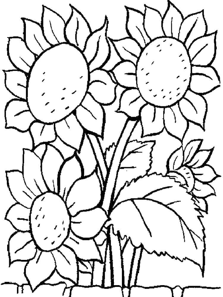 Coloring Sunflowers.. Category coloring. Tags:  sunflowers, flowers.