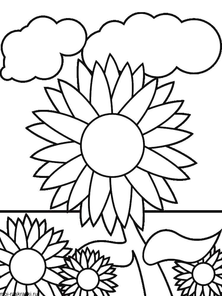Coloring Field of sunflowers. Category coloring. Tags:  sunflowers, flowers.