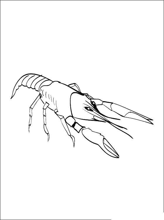Coloring Cancer. Category coloring. Tags:  crustaceans, crayfish..