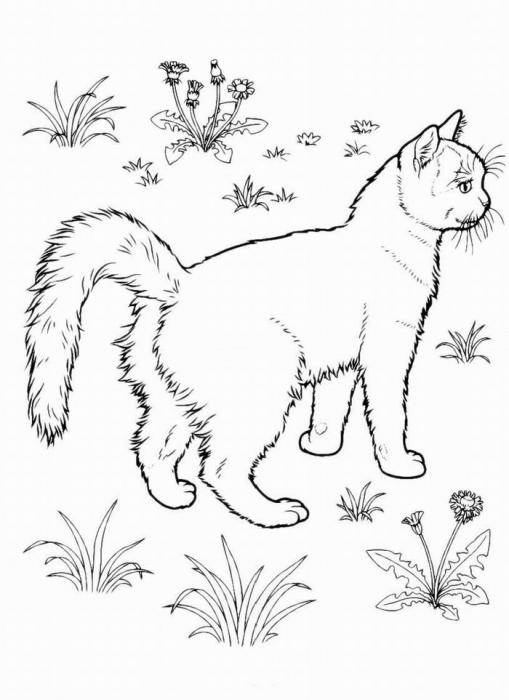 Название: Раскраска Рисунок гулящего кота. Категория: домашние животные. Теги: кошка, кот.