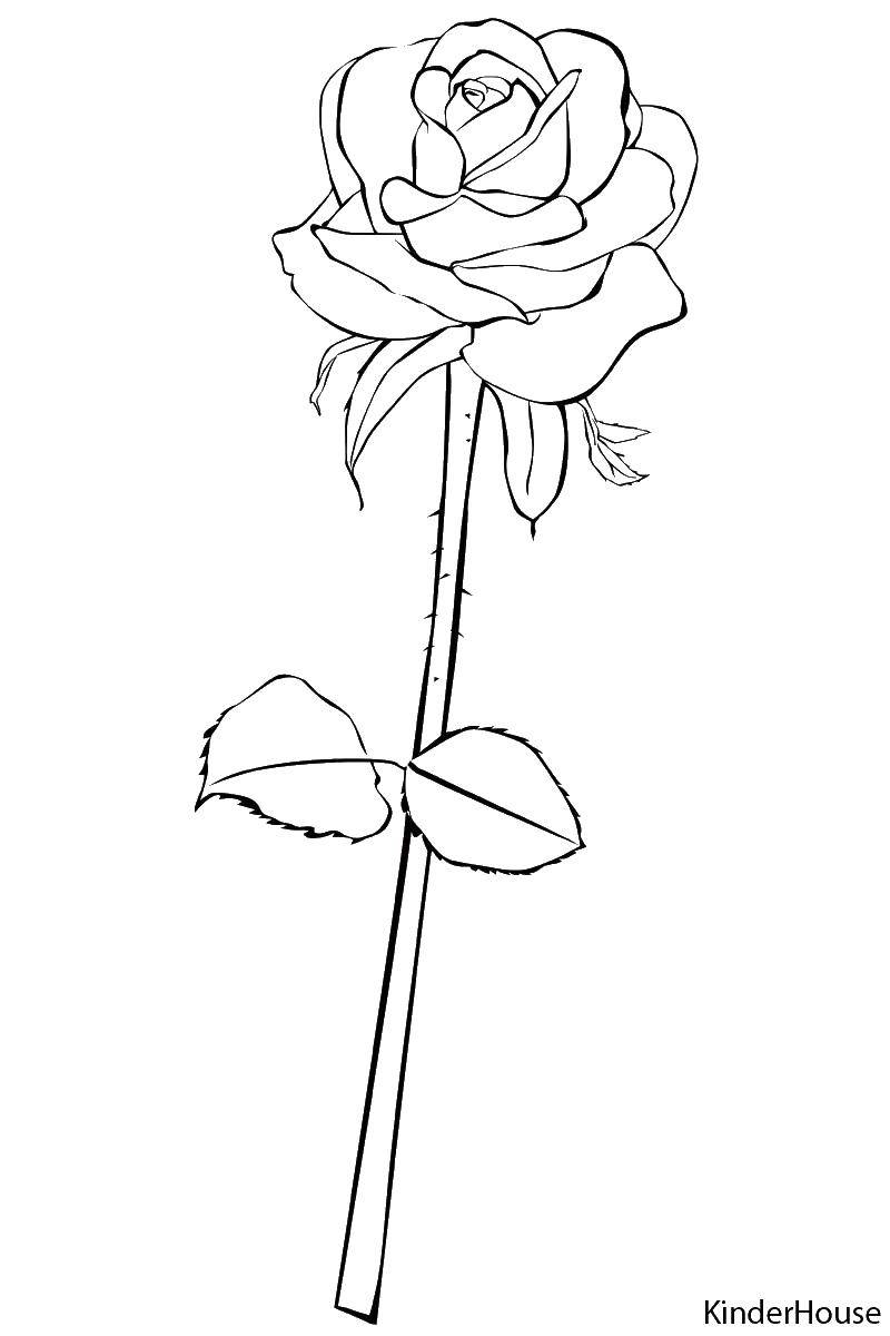 Название: Раскраска Роза очень красивая. Категория: цветы. Теги: Цветы, розы.