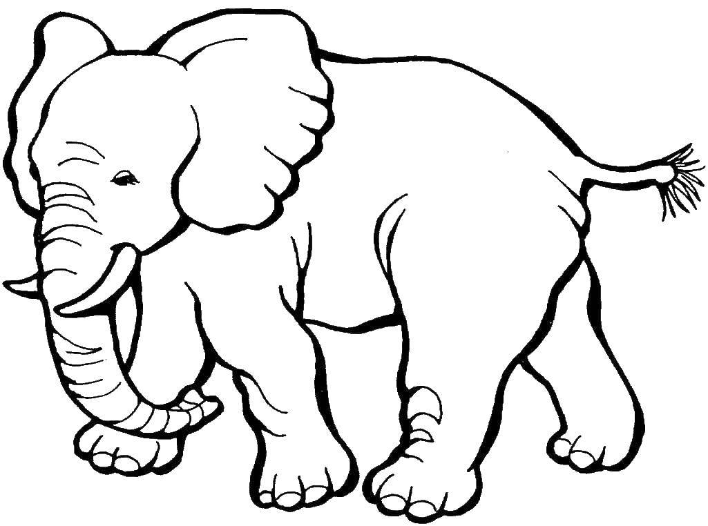 Название: Раскраска Слон с бивнями. Категория: Животные. Теги: слон, хобот, бивни, уши.