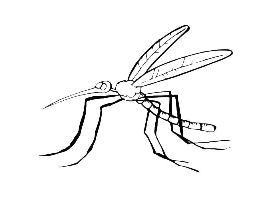 Coloring Strekozka. Category Insects. Tags:  insects, dragonflies.