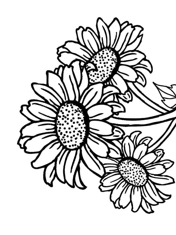 Coloring Three sunflower. Category coloring. Tags:  flowers, sunflowers, flowers.