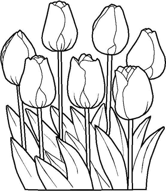 Coloring Closed tulips. Category flowers. Tags:  Flowers, tulips.
