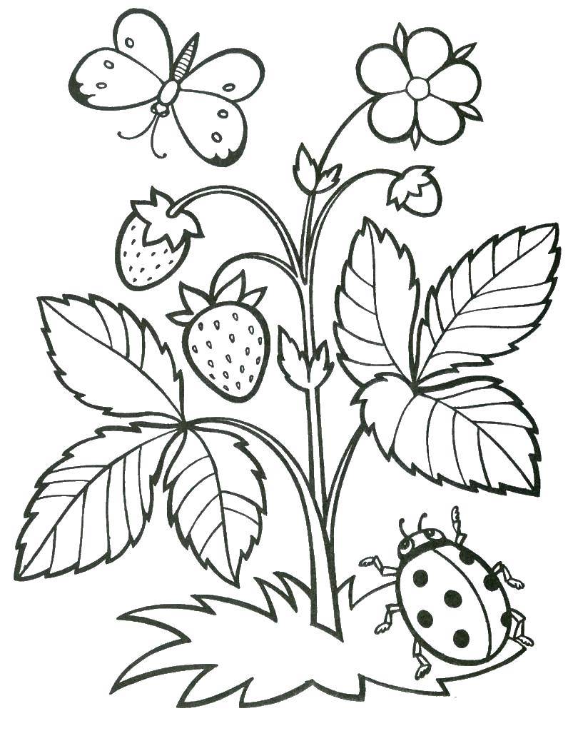 Coloring Wild strawberry and ladybug. Category Insects. Tags:  insects, butterfly, ladybug.