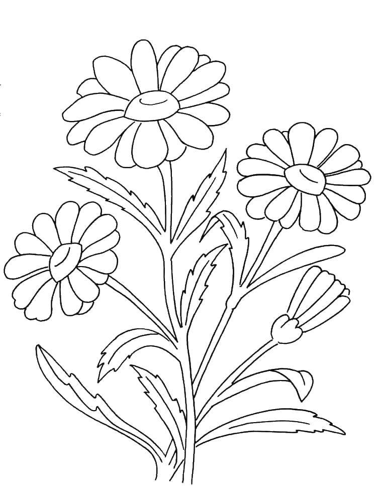 Coloring 3 chamomile. Category coloring. Tags:  Flowers.