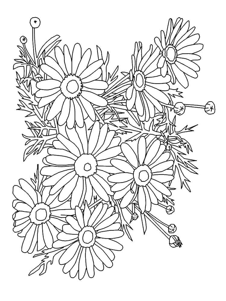 Coloring 7 large daisies. Category coloring. Tags:  Flowers.
