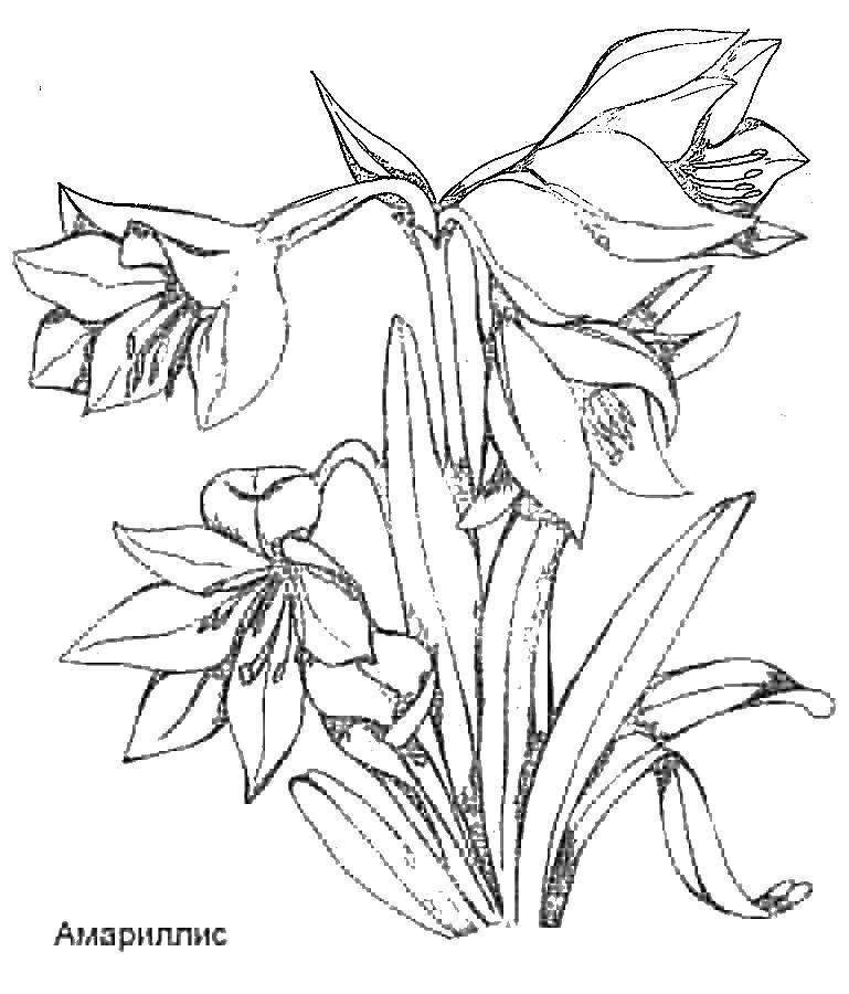 Coloring Amaryllis. Category flowers. Tags:  flowers, Amaryllis.