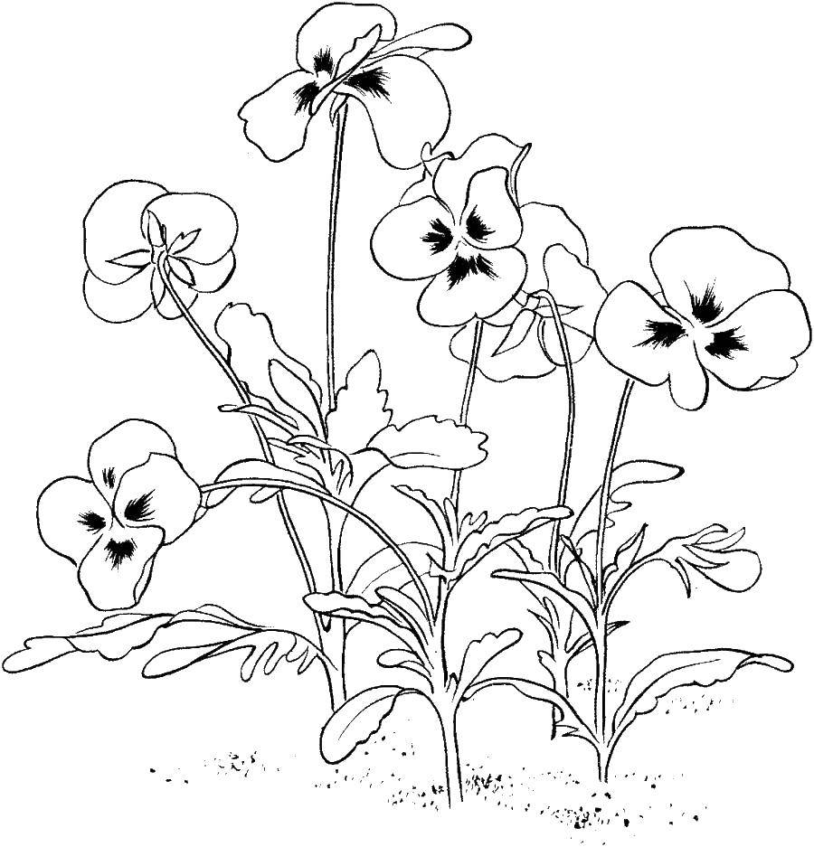 Coloring Pansy. Category coloring. Tags:  flowers, Pansy.