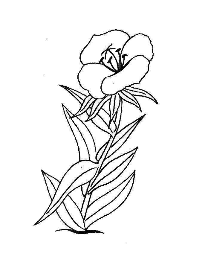 Coloring Pansy. Category flowers. Tags:  pansies, flower, leaves.