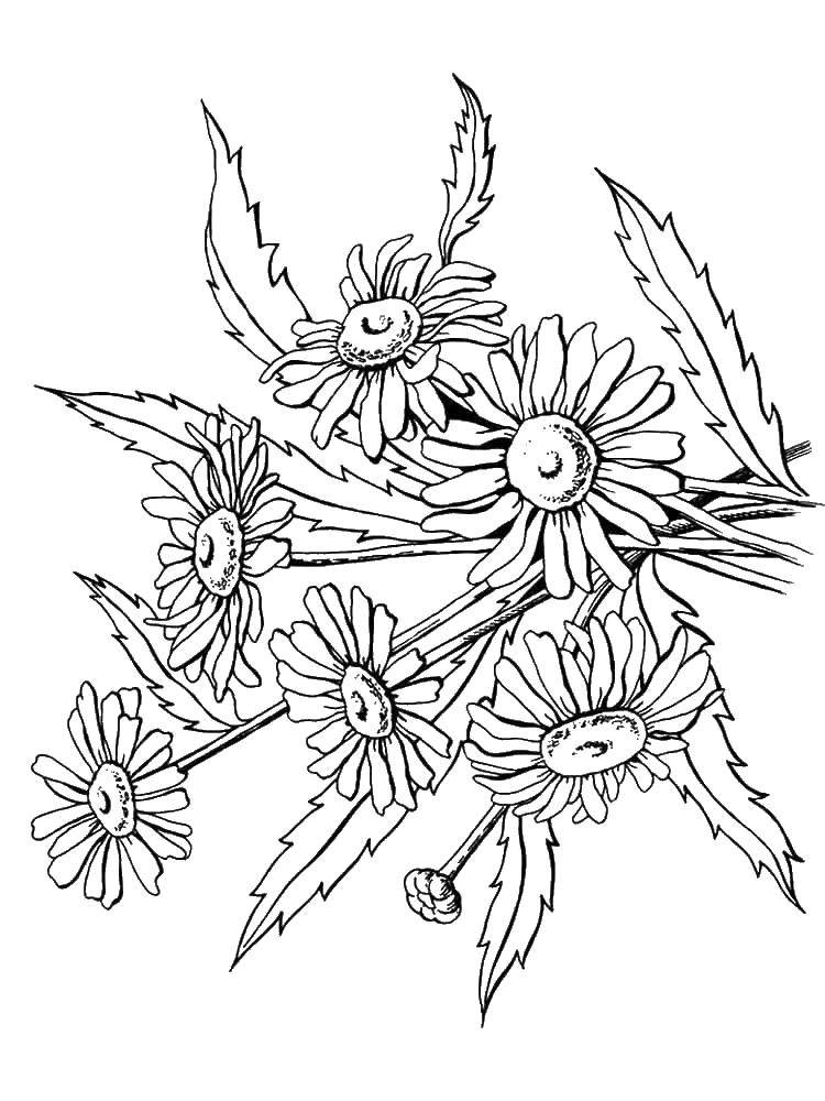 Coloring A bouquet of daisies. Category coloring. Tags:  daisies, flowers.