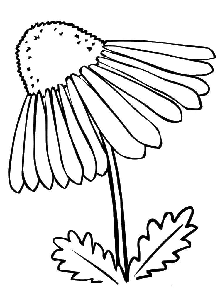 Coloring Bud chamomile. Category coloring. Tags:  daisies, flowers.