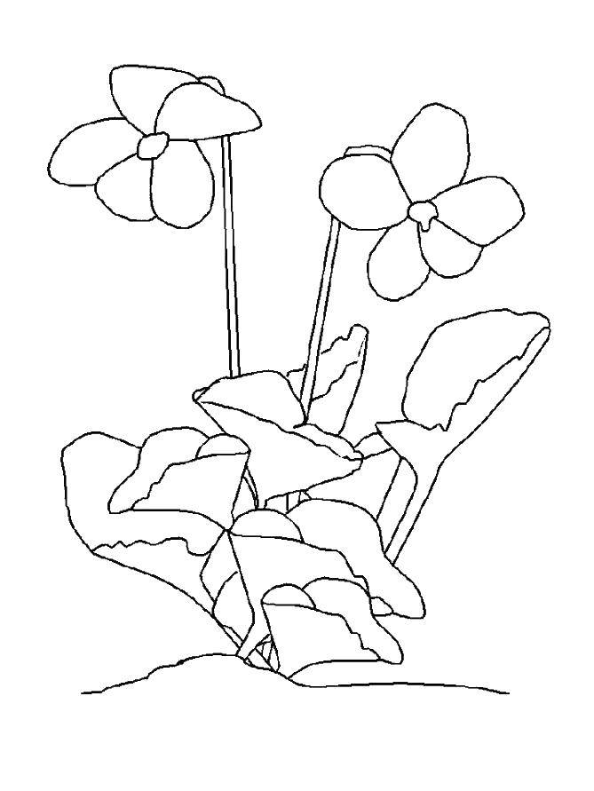Coloring Violet. Category flowers. Tags:  flowers, violets.