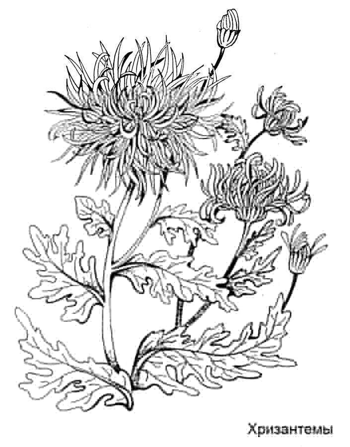 Название: Раскраска Хризантемы. Категория: цветы. Теги: цветы, хризантемы, растения.