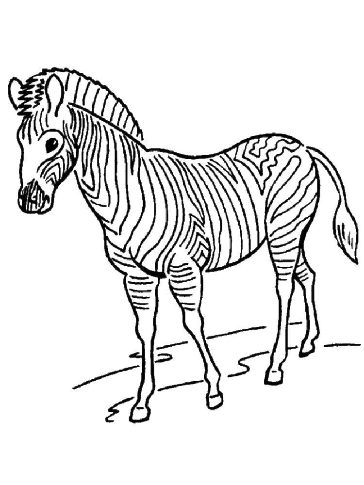 Coloring Skinny Zebra. Category Zebra . Tags:  Animals, Zebra.