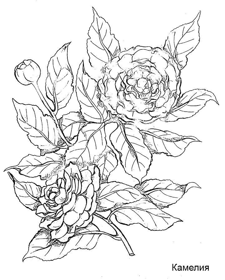 Coloring Camellia. Category flowers. Tags:  flowers, Camellia.