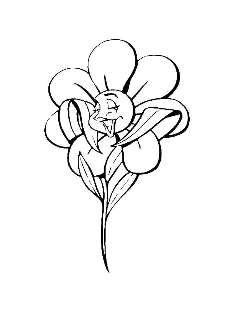 Название: Раскраска Красавица ромашка. Категория: раскраски. Теги: ромашки, цветочки.