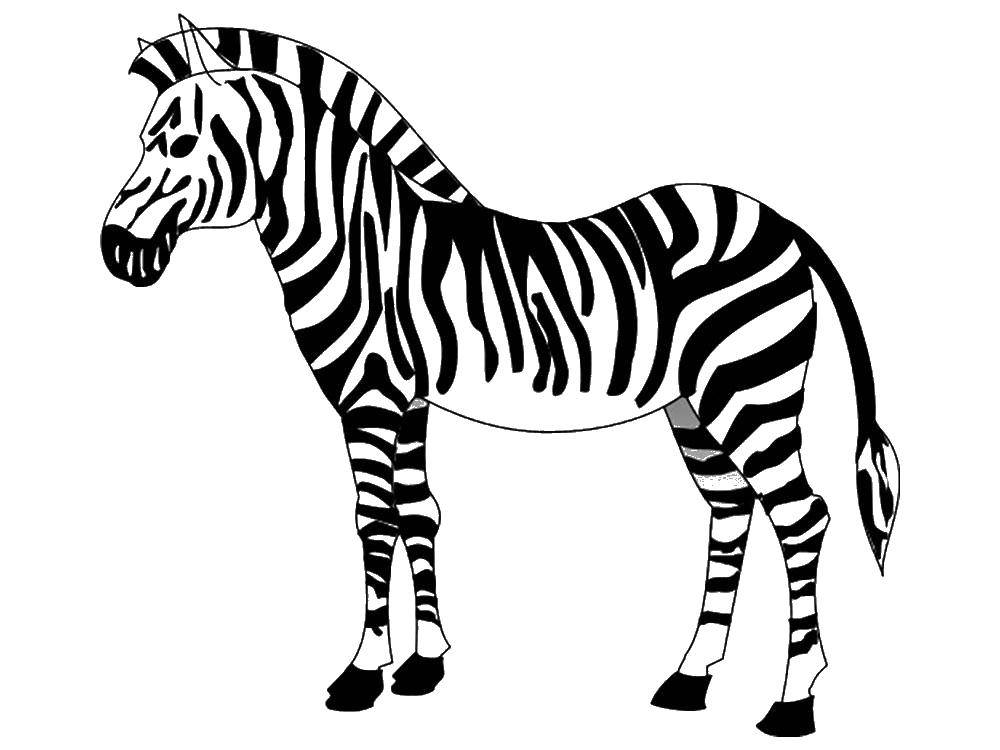 Название: Раскраска Красивая зебра. Категория: зебра. Теги: Животные, зебра.
