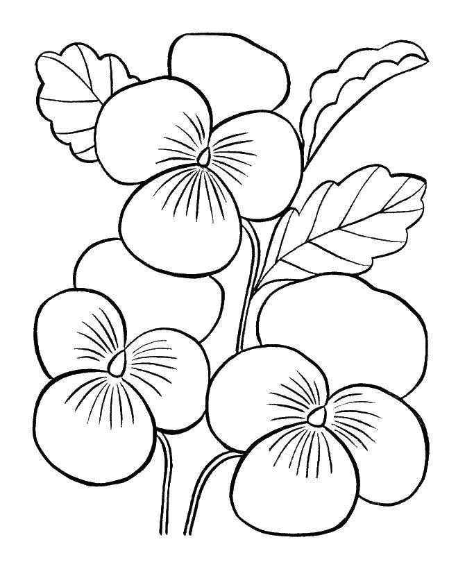 Coloring Beautiful pansies. Category coloring. Tags:  Flowers.