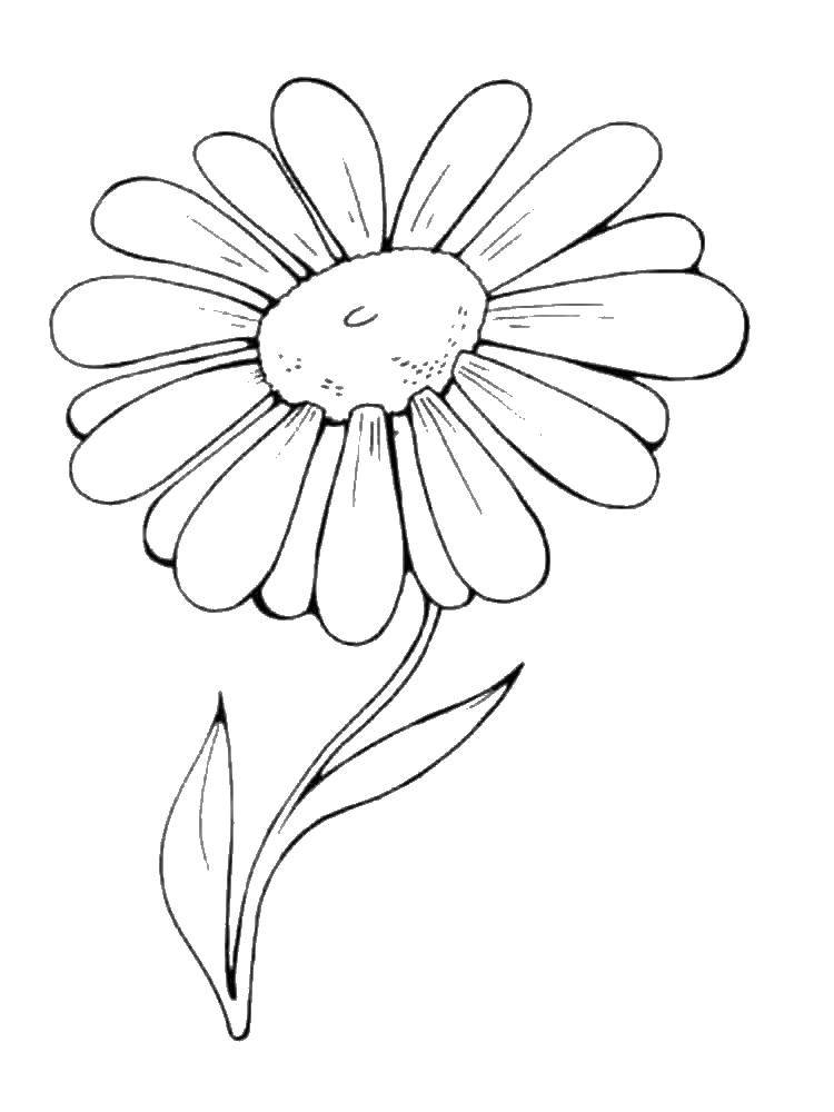 Coloring Large Daisy. Category coloring. Tags:  Flowers.