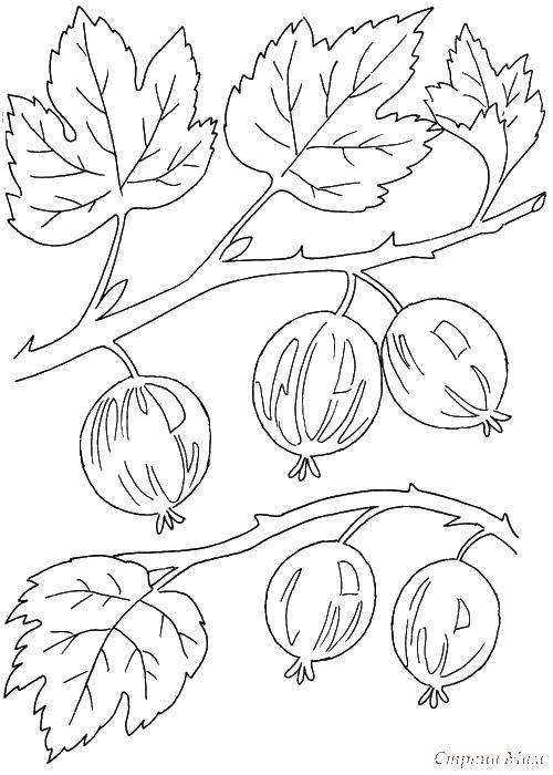Coloring Gooseberry. Category berries. Tags:  gooseberry, berry, leaves.