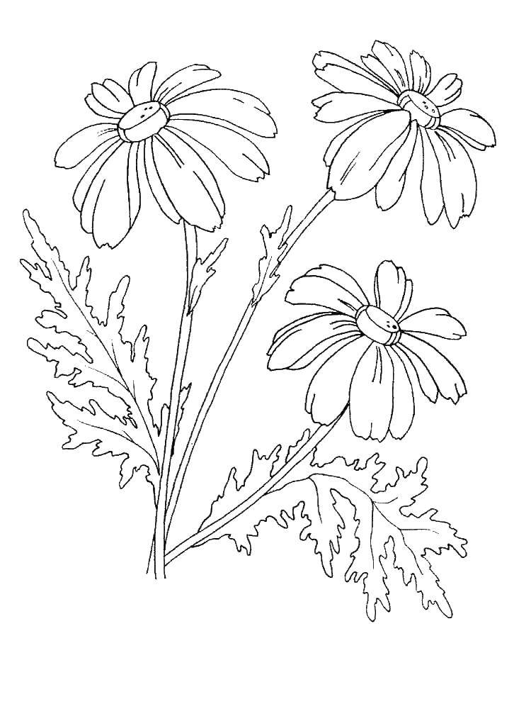 Coloring Bush daisies. Category coloring. Tags:  daisies, flowers.