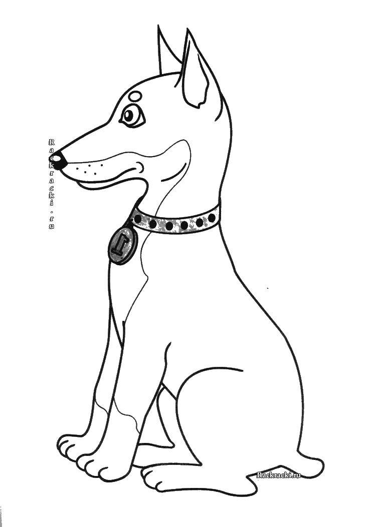 Название: Раскраска Лабрадор с медалью. Категория: собаки. Теги: собака, медаль, первое место.