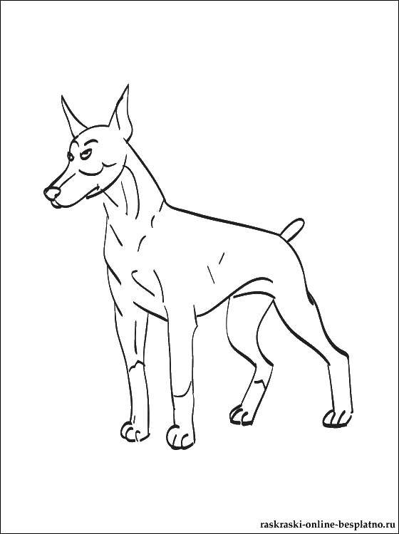 Название: Раскраска Лабрадор. Категория: собаки. Теги: собака, лабрадор, уши.