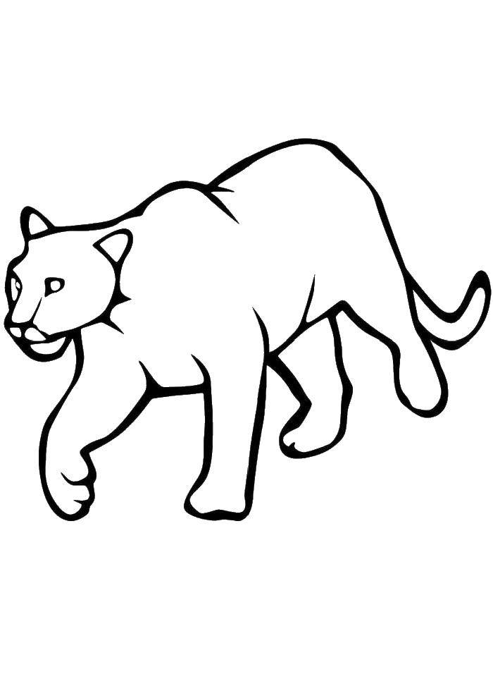Coloring Lioness sneaks. Category wild animals. Tags:  Animals, lion.