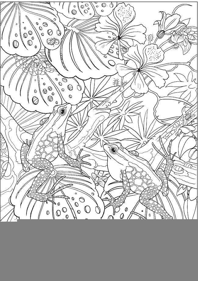 Название: Раскраска Лягушки и цветы. Категория: Животные. Теги: лягушки, цветы, листья.