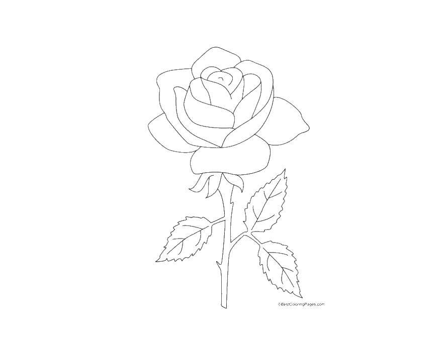 Раскраска цветок розы