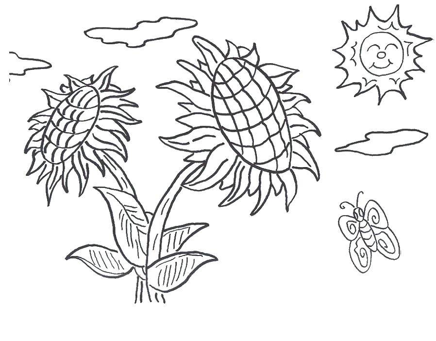 Coloring Sunflowers in the sun. Category coloring. Tags:  Flowers.