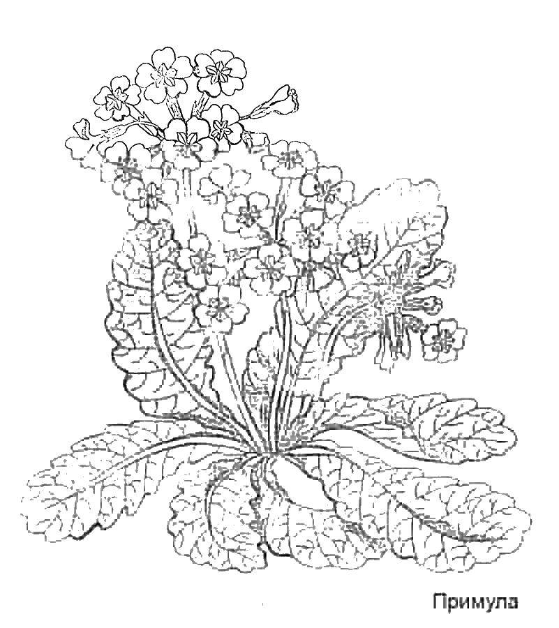 Coloring Primula. Category flowers. Tags:  flowers, primrose.