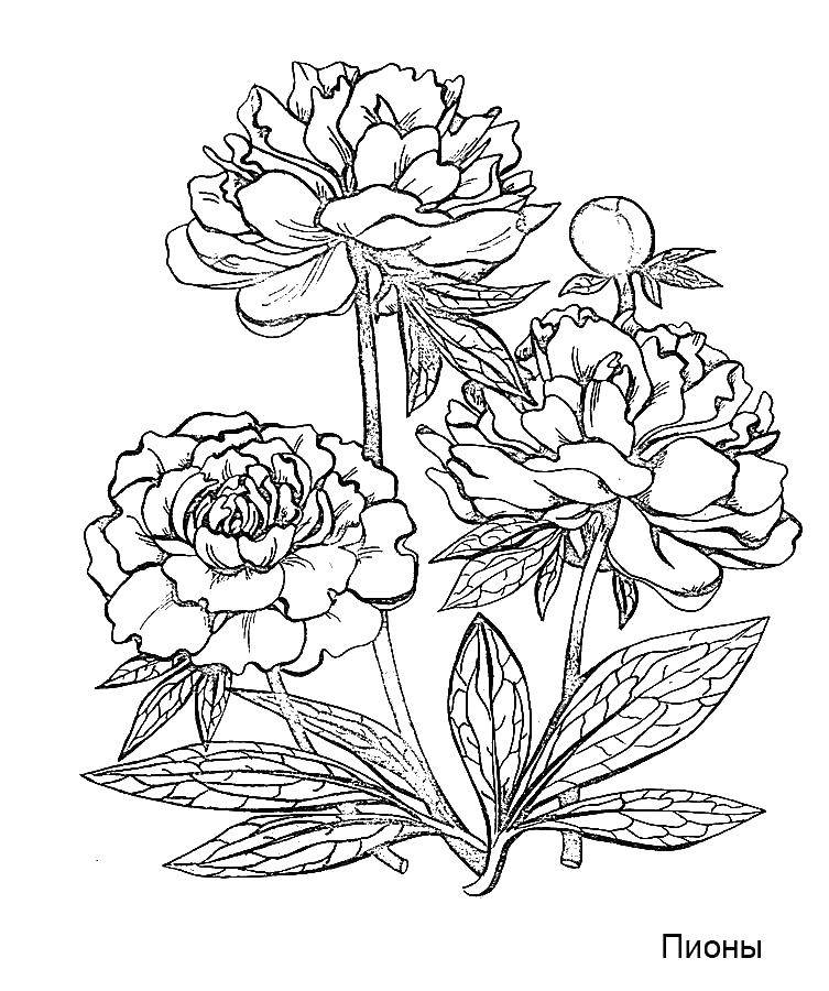 Coloring Lush peonies. Category flowers. Tags:  Flowers.