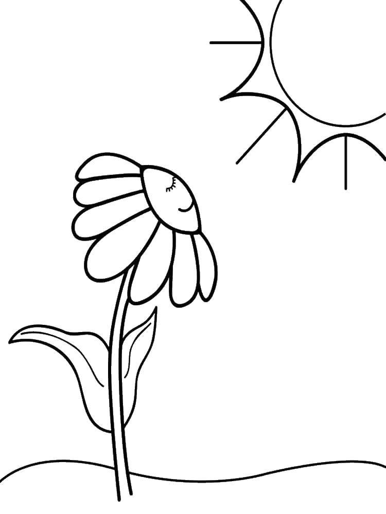 Название: Раскраска Ромашка под солнцем. Категория: раскраски. Теги: ромашки, цветочки, солнце.