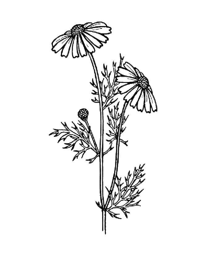 Coloring Chamomile. Category flowers. Tags:  daisies, flowers.
