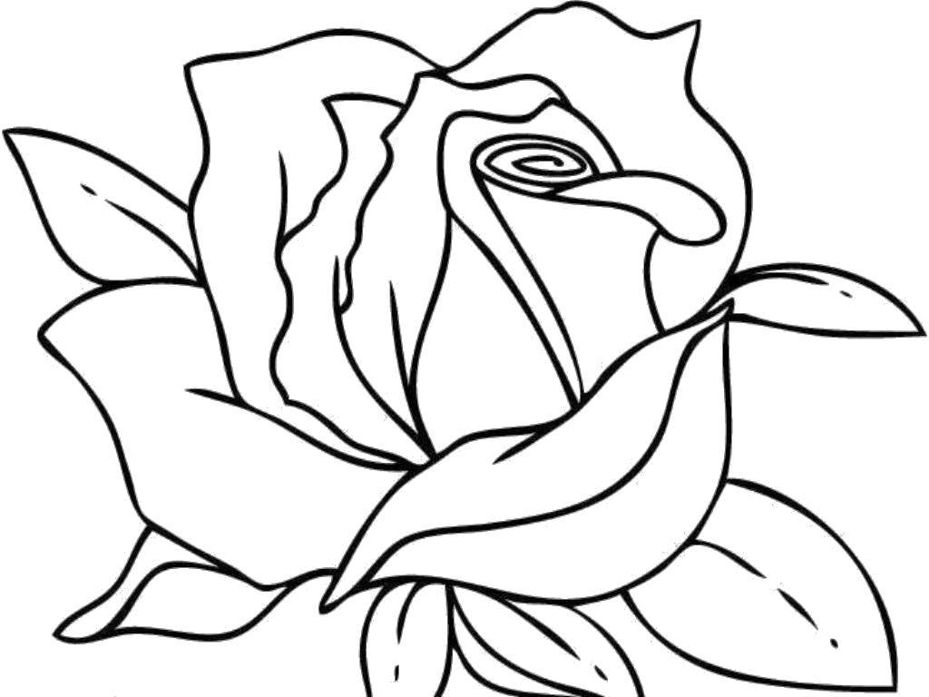 Название: Раскраска Розочка. Категория: цветы. Теги: Цветы, розы.