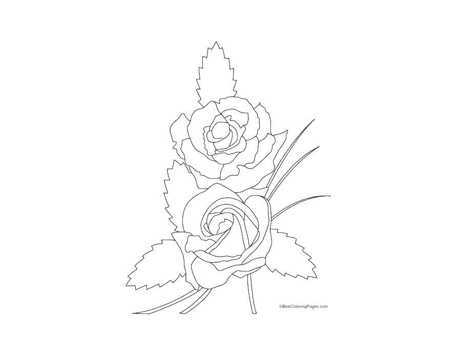 Coloring Roses. Category flowers. Tags:  flowers, roses, rose, plants.