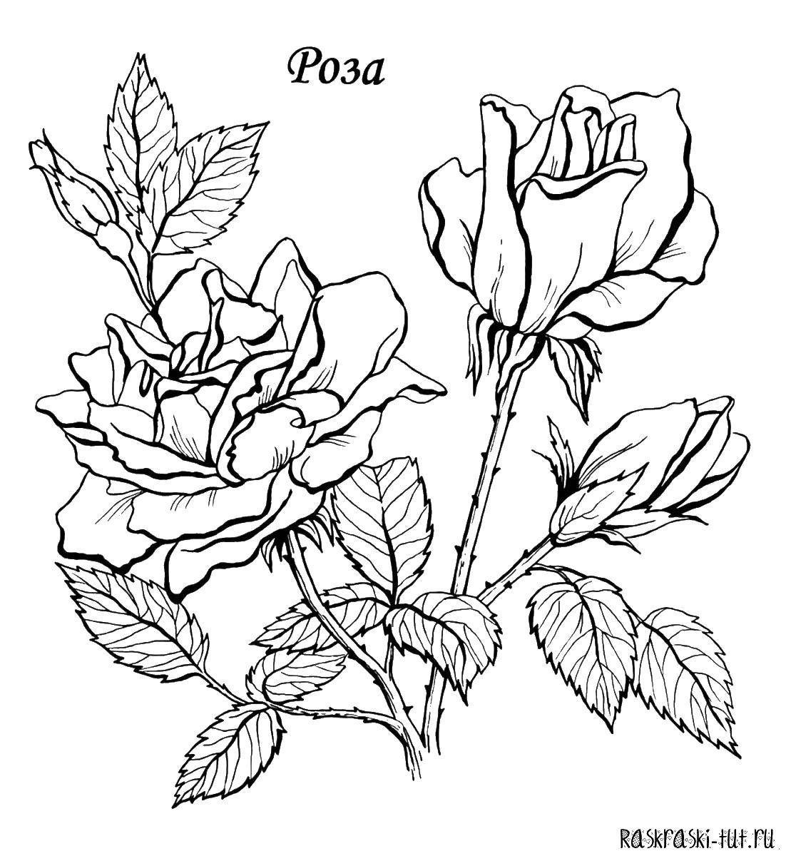 Название: Раскраска Розы с шипами. Категория: цветы. Теги: роза, шипы, листья.