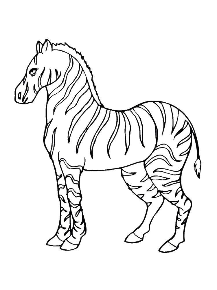 Название: Раскраска Сильная зебра. Категория: зебра. Теги: Животные, зебра.
