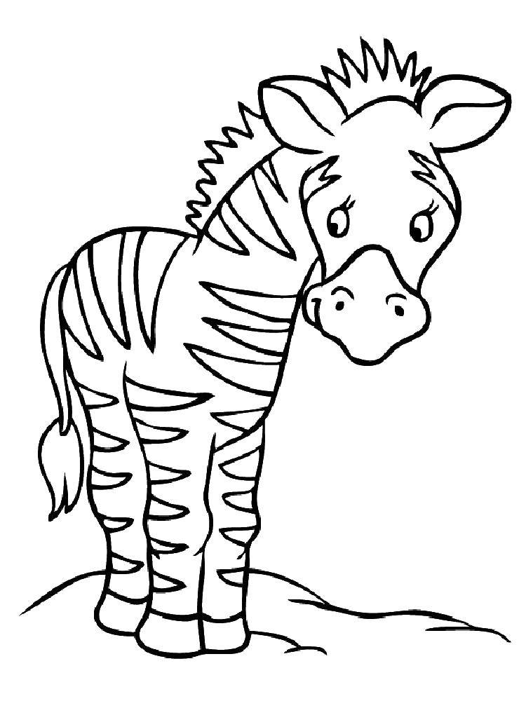 Название: Раскраска Стеснительная зебра. Категория: зебра. Теги: Животные, зебра.