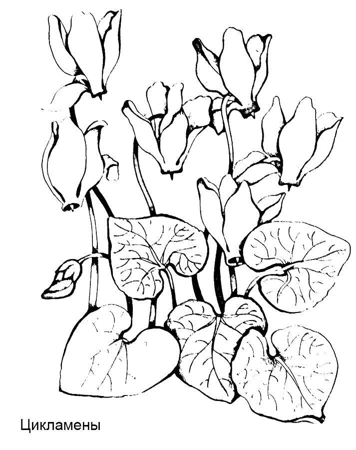 Coloring Cyclamen. Category flowers. Tags:  flowers, cyclamen.