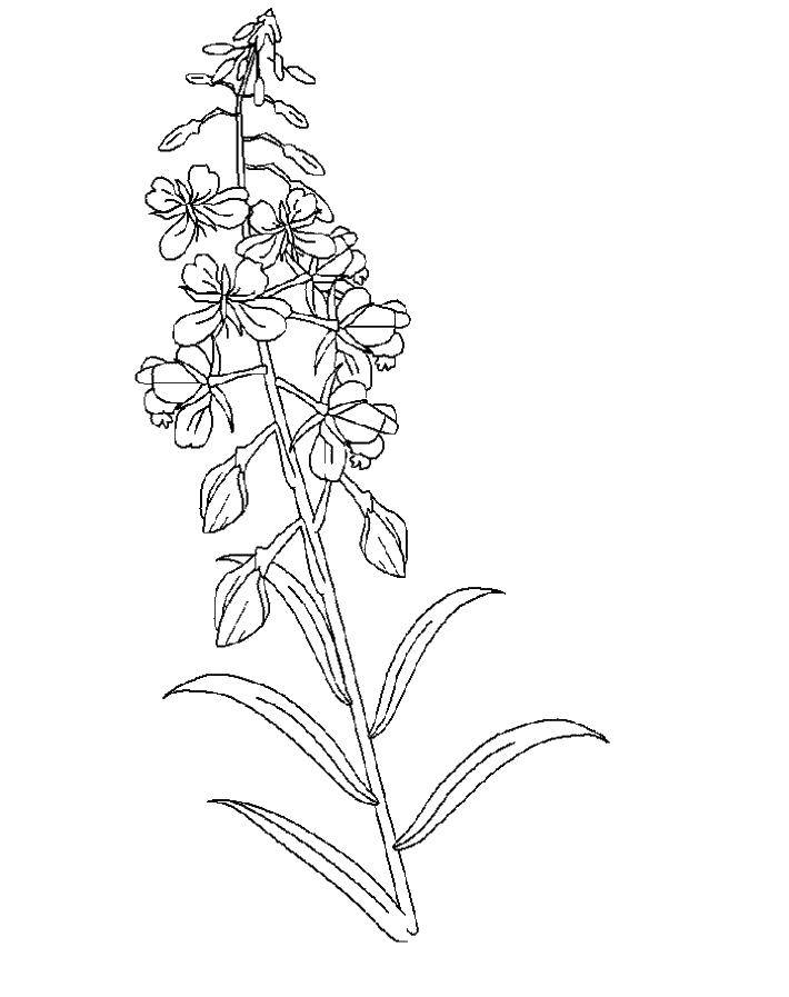 Coloring Flower violet. Category coloring. Tags:  violets, flowers.
